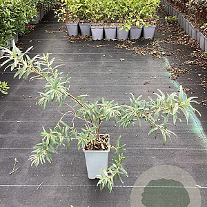 Hippophae rhamn. 'Leikora' GM C1.5