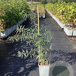 Hippophae rhamn. 'Pollmix' GM C1.5