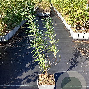 Hippophae rhamn. 'Sirola' 50-60 cm 3,0L