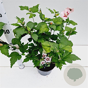 Hibiscus syr. 'Hamabo' 40-50 cm 3,0L
