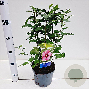 Hibiscus syr. 'Woodbridge' 40-50 cm 3,0L