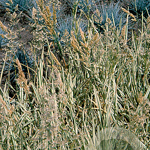 Holcus mollis 'Albovariegatus' GM P9