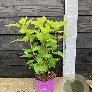 Hydrangea a. Flowerwow 40-50 cm 3,0L