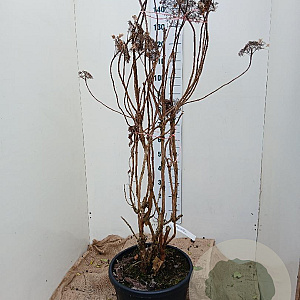 Hydrangea asp. 'Macrophylla' 100-125 cm 30L solitair