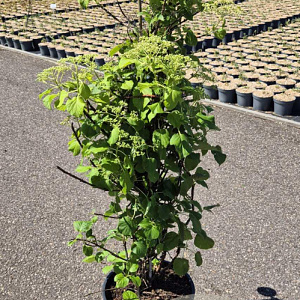 Hydrangea anomala petiolaris 100-125 cm 15L
