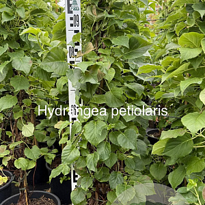 Hydrangea anomala petiolaris 100-125 cm 15L