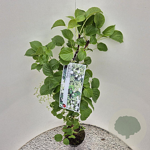 Hydrangea anomala petiolaris 80-100 cm 2,0L