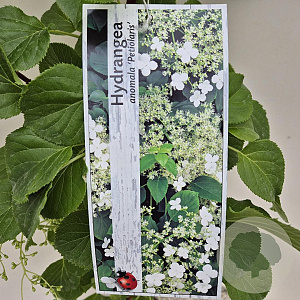 Hydrangea anomala petiolaris 80-100 cm 2,0L
