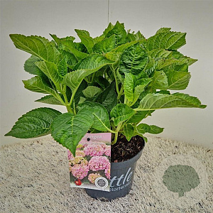 Hydrangea m. 'Little Pink' 20-25 cm 2,0L