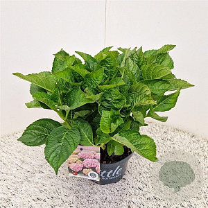 Hydrangea m. 'Little Pink' 20-25 cm 2,0L