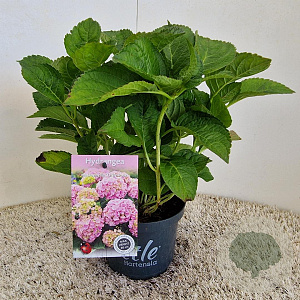 Hydrangea m. 'Little Pink' 20-25 cm 2,0L