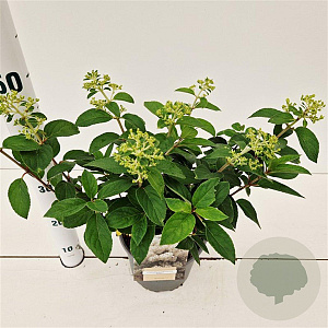 Hydrangea pan. Bobo 30-40 cm 3,0L