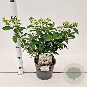 Hydrangea pan. Bobo 30-40 cm 3,0L