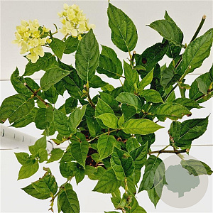 Hydrangea pan. 'Jane' 30-40 cm 3,0L