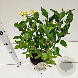 Hydrangea pan. 'Jane' 30-40 cm 3,0L