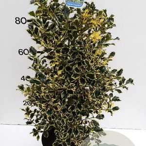Ilex aq. 'Argentea Marginata' 100-125 cm met kluit