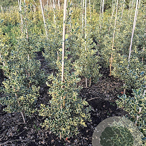 Ilex aq. 'Argentea Marginata' 100-125 cm met kluit