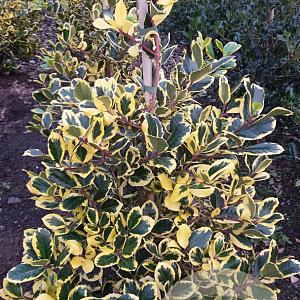 Ilex altacl. 'Golden King' 60-80 cm met kluit
