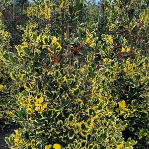 Ilex altacl. 'Golden King' 60-80 cm met kluit