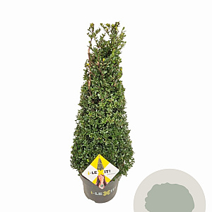 Ilex crenata Dark Green 70-80 cm 10L kegel versgepot