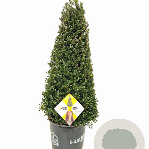 Ilex crenata Dark Green 90-100 cm 15L kegel