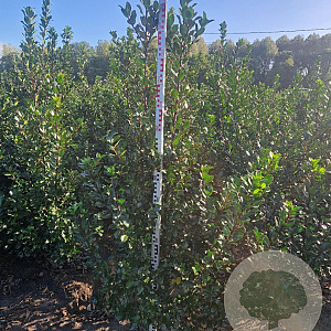 Ilex meserv. 'Blue Prince' 100-125 cm met kluit