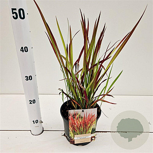 Imperata cylindrica 'Red Baron' 25-30 cm 2,0L