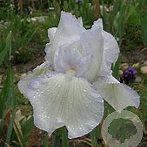 Iris (G) 'English Cottage' GM P9