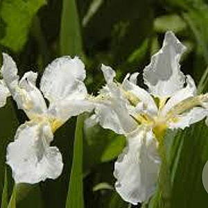 Iris sib. 'Snow Queen' GM P9