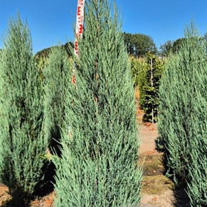 Juniperus s. 'Blue Arrow' 175-200 cm draadkluit extra