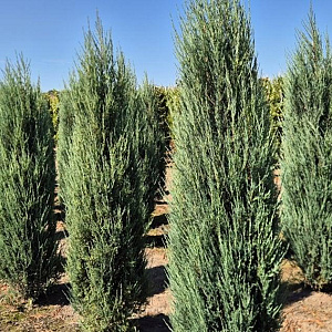 Juniperus s. 'Blue Arrow' 175-200 cm draadkluit extra
