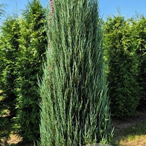 Juniperus s. 'Blue Arrow' 200-225 cm draadkluit extra