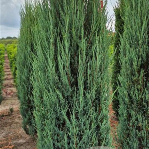 Juniperus s. 'Blue Arrow' 200-225 cm draadkluit extra