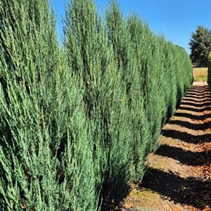Juniperus s. 'Blue Arrow' 225-250 cm draadkluit extra