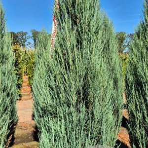 Juniperus s. 'Blue Arrow' 225-250 cm draadkluit extra