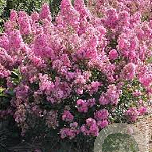 Lagerstroemia i. 'Petite Pink' 150-175 cm 35L solitair