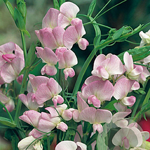 Lathyrus latifolius 'Pink Pearl' GM P9
