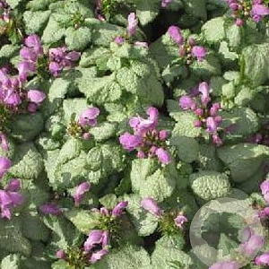 Lamium mac. 'Red Nancy' GM P9