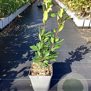 Laurus nobilis GM C3