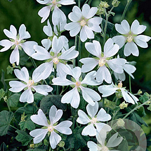 Lavatera 'White Angel' GM P9