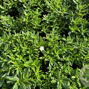 Lithodora d. 'Alba' GM P9