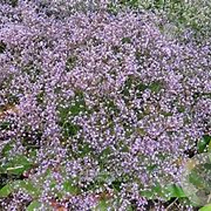 Limonium lat. 'Blauer Diamant' GM P9