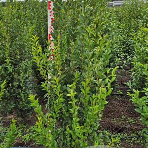 Ligustrum ovalifolium 125-150 cm met kluit