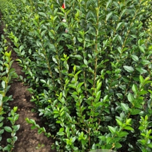 Ligustrum ovalifolium 125-150 cm met kluit
