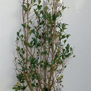 Ligustrum ovalifolium 125-150 cm met kluit
