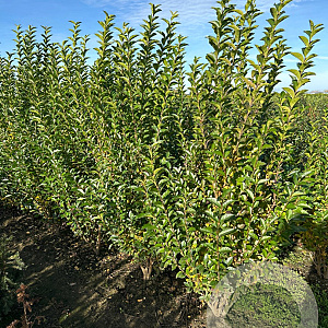 Ligustrum ovalifolium 150-175 cm met kluit