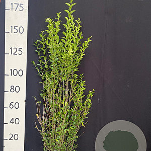 Ligustrum ovalifolium 150-175 cm met kluit