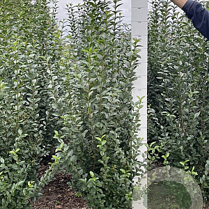 Ligustrum ovalifolium 150-175 cm met kluit
