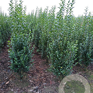 Ligustrum ovalifolium 175-200 cm met kluit