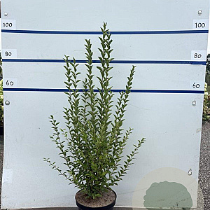 Ligustrum ovalifolium 80-100 cm 7,5L